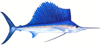 Atlantic Sailfish